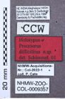 Etikett zu Ganoxanthus sexmaculatus (Schimmel, 2003)